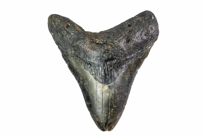Fossil Megalodon Tooth - North Carolina #153090